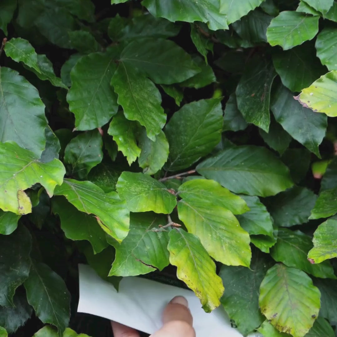 Wideo pokazujące kobietę nakładającą naszą różową maskę do twarzy z kolagenem i witaminą B12.