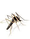 5 wskazówek przeciwko ukąszeniom komarów
