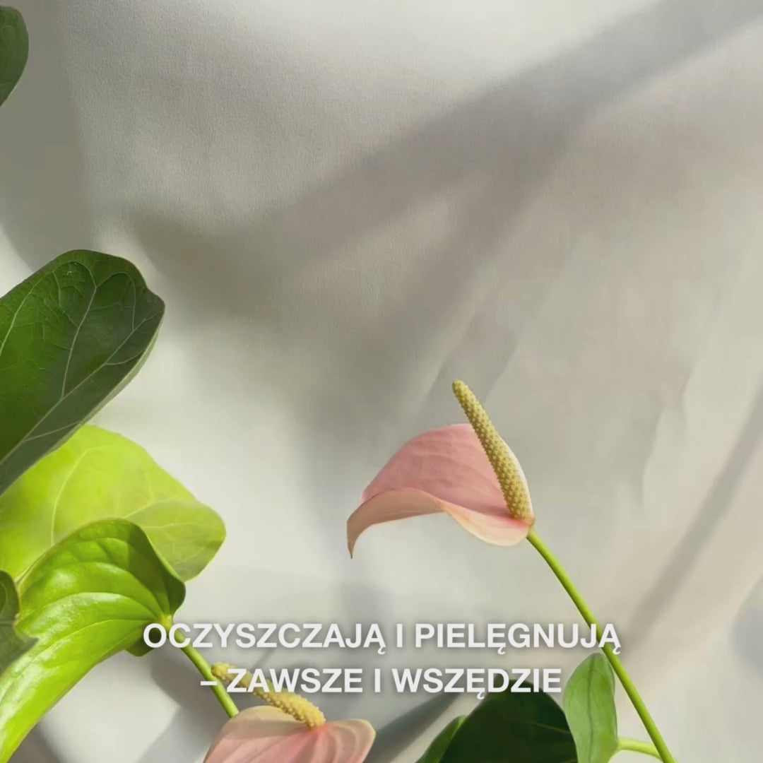 Zbliżenie na rękę, która rozwija miękką, nasączoną chusteczkę do twarzy z olejkiem z drzewa herbacianego i delikatnie przemywa nią skórę, aby usunąć makijaż, sebum i zanieczyszczenia—podkreślona jest delikatna struktura i orzeźwiający, łagodzący efekt dla skóry wrażliwej i tłustej.