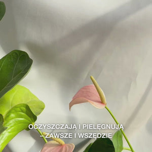 Zbliżenie na rękę, która rozwija miękką, nasączoną chusteczkę do twarzy z olejkiem z drzewa herbacianego i delikatnie przemywa nią skórę, aby usunąć makijaż, sebum i zanieczyszczenia—podkreślona jest delikatna struktura i orzeźwiający, łagodzący efekt dla skóry wrażliwej i tłustej.