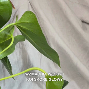 Zbliżenie na dłoń naciskającą pompkę, aby wlać kremową, przezroczystą porcję Hemp Shampoo do wnętrza dłoni, a następnie wcierając ją we włosy, by uzyskać delikatną, nawilżającą pianę, która odżywia, nawilża i łagodzi skórę głowy.