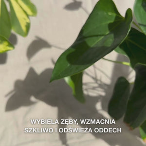 Zbliżenie na dłoń wyciskającą ilość pasty Whitening rozmiaru groszku na szczoteczkę i szczotkującą okrężnymi ruchami: drobna pasta zawierająca uwodnioną krzemionkę, alumina i mentol usuwa przebarwienia, wzmacnia szkliwo i pozostawia świeży oddech 